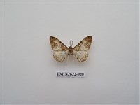 藏品(尺蛾142)的圖片